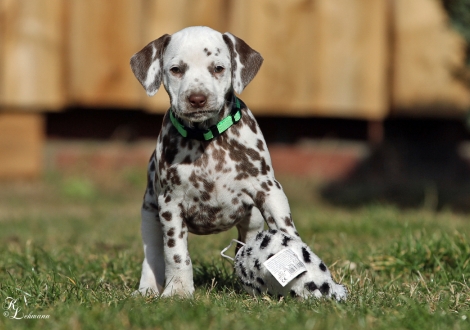 Christi ORMOND Vanilla Cloud | female, colour white - liver (collar light green)