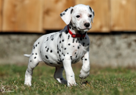 Christi ORMOND Vogue of Harmony | female, colour white - black (collar red)