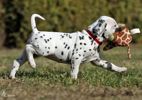 Christi ORMOND Vogue of Harmony | female, colour white - black (collar red)