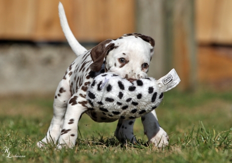 Christi ORMOND Viva La Bamba | female, colour white - liver (collar brown)