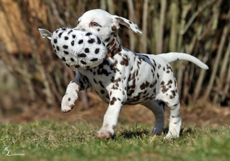 Christi ORMOND Viva La Bamba | female, colour white - liver (collar brown)