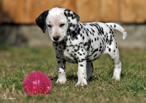 Christi ORMOND Visual Happiness | female, colour white - black (without collar, patch)