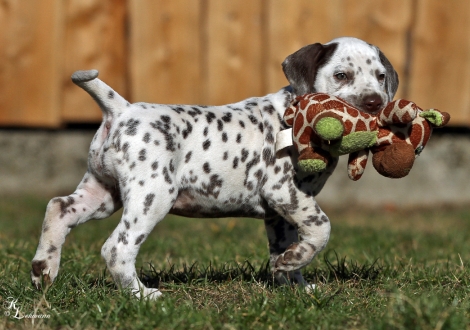 Christi ORMOND Virtual Reality | female, colour white - liver (without collar, patch)