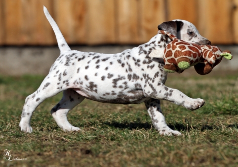 Christi ORMOND Virtual Reality | female, colour white - liver (without collar, patch)