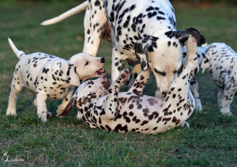 Mother Christi ORMOND Now and Forever with her Christi ORMOND V - Litter