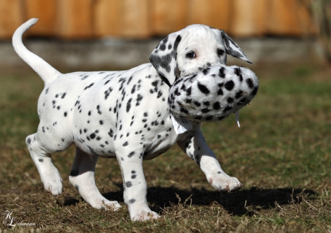 Christi ORMOND Vertical Limit | male, colour white - black (collar black)