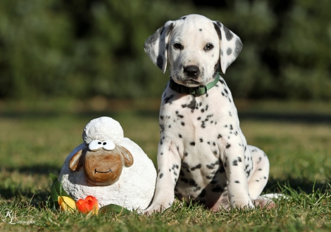 Christi ORMOND Vincent van Gogh | male, colour white - black (collar dark green)