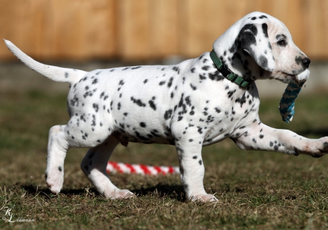 Christi ORMOND Vincent van Gogh | male, colour white - black (collar dark green)