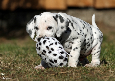 Christi ORMOND Vincent van Gogh | male, colour white - black (collar dark green)