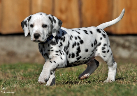 Christi ORMOND Victory Royale Rüde | male, colour white - black (collar blue)