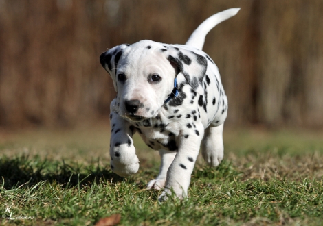 Christi ORMOND Victory Royale Rüde | male, colour white - black (collar blue)