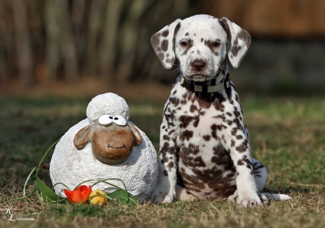 Christi ORMOND Village of Love | female, colour white - liver (collar gray)