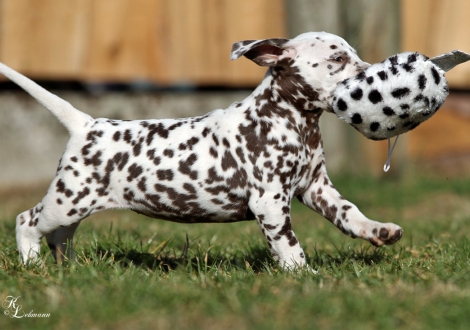 Christi ORMOND Village of Love | female, colour white - liver (collar gray)