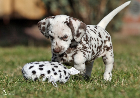 Christi ORMOND Village of Love | female, colour white - liver (collar gray)