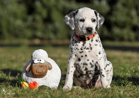 Christi ORMOND Voices of Hope | female, colour white - black (collar orange)