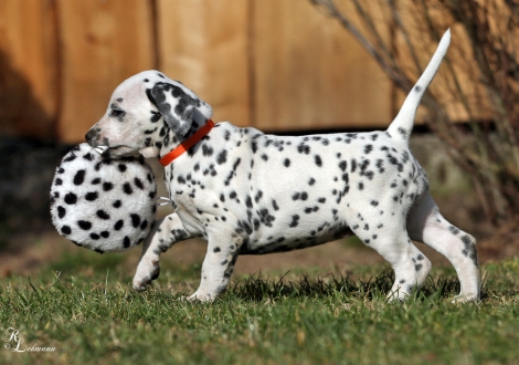 Christi ORMOND Voices of Hope | female, colour white - black (collar orange)