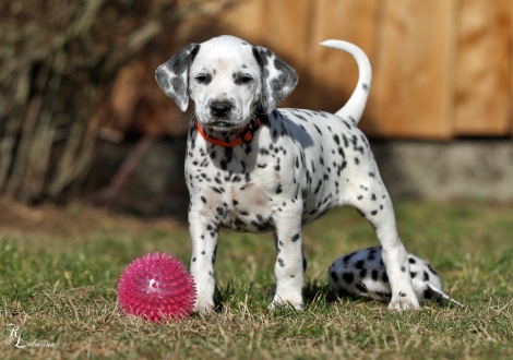 Christi ORMOND Voices of Hope | female, colour white - black (collar orange)