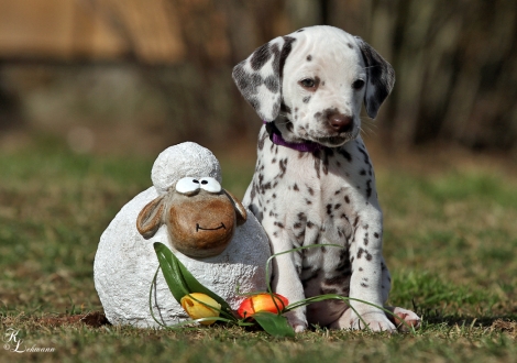 Christi ORMOND Vision of Romance | female, colour white - liver (collar purple)