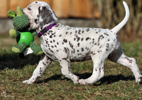 Christi ORMOND Vision of Romance | female, colour white - liver (collar purple)