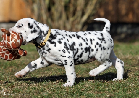 Christi ORMOND Violet Sky for La Gran Pasión | female, colour white - black (collar yellow)