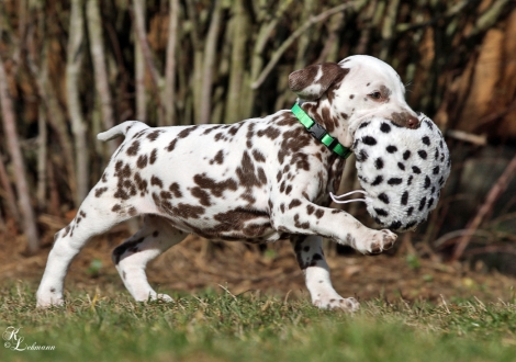 Christi ORMOND Vanilla Cloud | female, colour white - liver (collar light green)