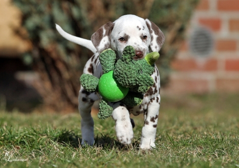 Christi ORMOND Vanilla Cloud | female, colour white - liver (collar light green)