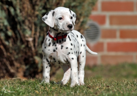 Christi ORMOND Vogue of Harmony | female, colour white - black (collar red)