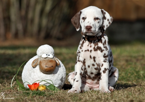 Christi ORMOND Viva La Bamba | female, colour white - liver (collar brown)