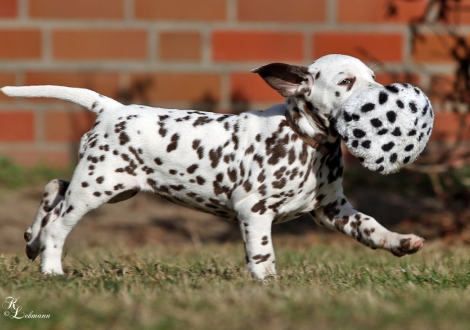 Christi ORMOND Viva La Bamba | female, colour white - liver (collar brown)