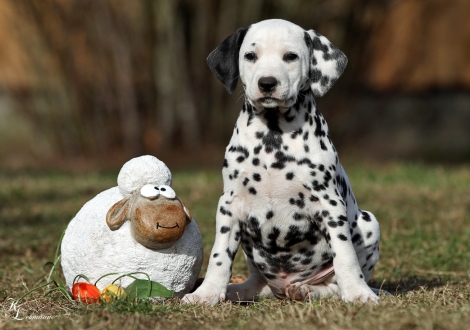 Christi ORMOND Visual Happiness | female, colour white - black (without collar, patch)