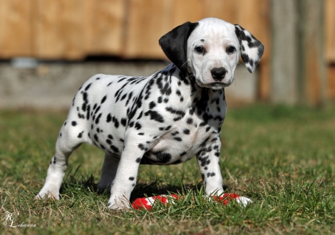 Christi ORMOND Visual Happiness | female, colour white - black (without collar, patch)