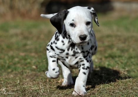 Christi ORMOND Visual Happiness | female, colour white - black (without collar, patch)