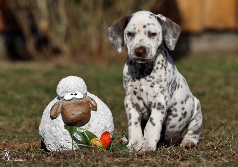 Christi ORMOND Virtual Reality | female, colour white - liver (without collar, patch)