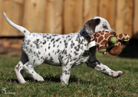 Christi ORMOND Virtual Reality | female, colour white - liver (without collar, patch)