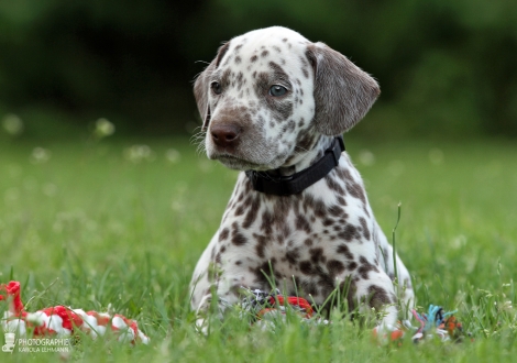 Male, colour white - liver (collar black)