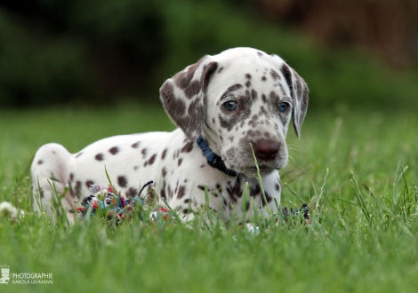 Male, colour white - liver (collar blue)