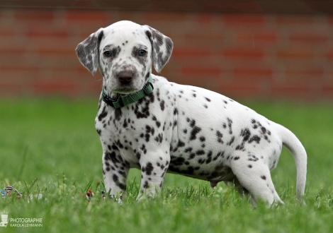 Male, colour white - liver (collar green)