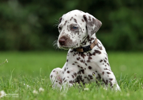 Male, colour white - liver (collar brown)