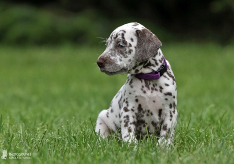 Female, colour white - liver (collar purple)