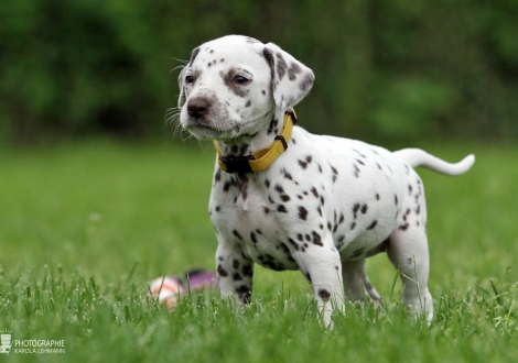 Female, colour white - liver (collar yellow)