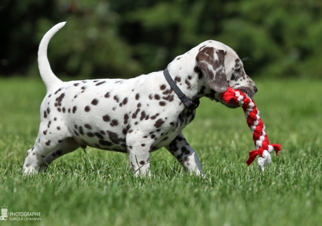 Christi ORMOND Wrote For Luck | male, colour white - liver (collar blue)