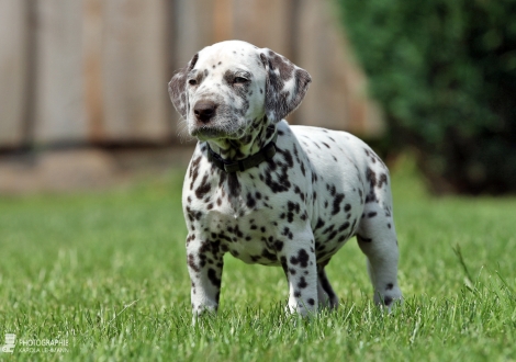 Christi ORMOND Whisky In the Jar | male, colour white - liver (collar green)