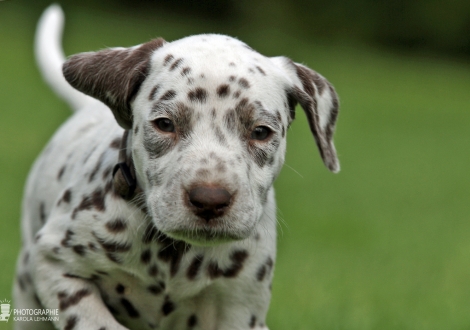 Christi ORMOND White Flag | male, colour white - liver (collar gray)