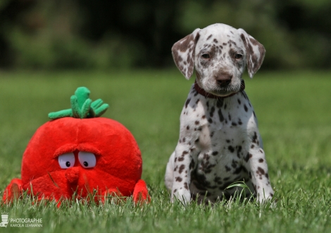 Christi ORMOND Worlds of Harmony | female, colour white - liver (collar red)