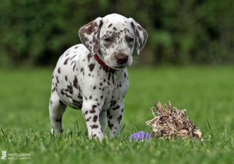 Christi ORMOND Worlds of Harmony | female, colour white - liver (collar red)