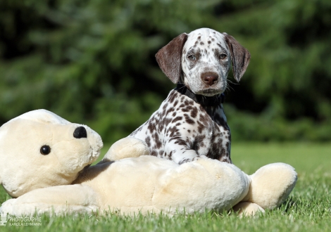 Christi ORMOND Willy | male, colour white - liver (collar black)