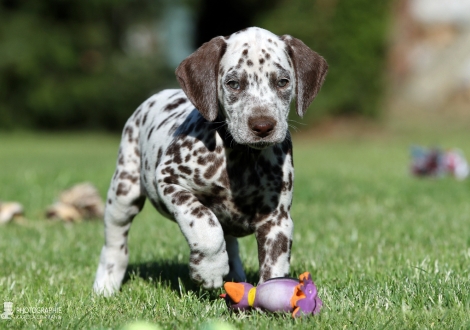 Christi ORMOND Willy | male, colour white - liver (collar black)