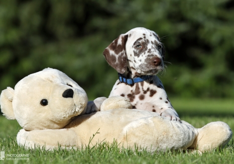 Christi ORMOND Wrote For Luck | male, colour white - liver (collar blue)