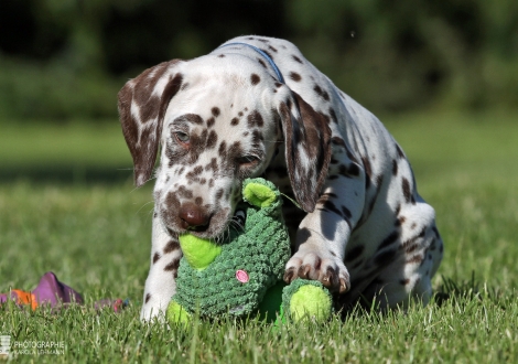 Christi ORMOND Wrote For Luck | male, colour white - liver (collar blue)