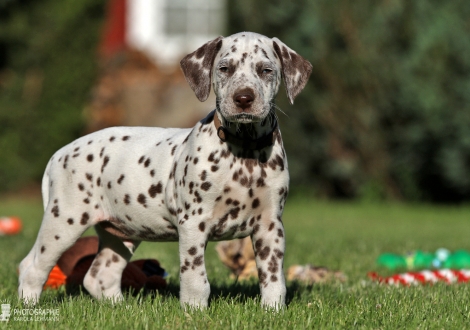 Christi ORMOND Wonderful World | male, colour white - liver (collar brown)